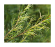 Ulei esential tea tree 10ml - AQUA NANO
