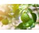 Ulei esential bergamot 100% pur 10ml - FARES