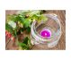 Lumanari pastila parfumate 4h white flowers 30b - AURA
