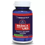 Branca marelui urs 30cps - HERBAGETICA