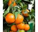 Ulei esential mandarin 10ml - HERBAL SANA