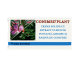 Supozitoare Conimed Plant 10x1,5g - ELZIN PLANT