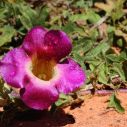 GHEARA DIAVOLULUI (Harpagophytum procumbens)