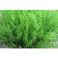 Ceai coada calului 50g - BONCHIS