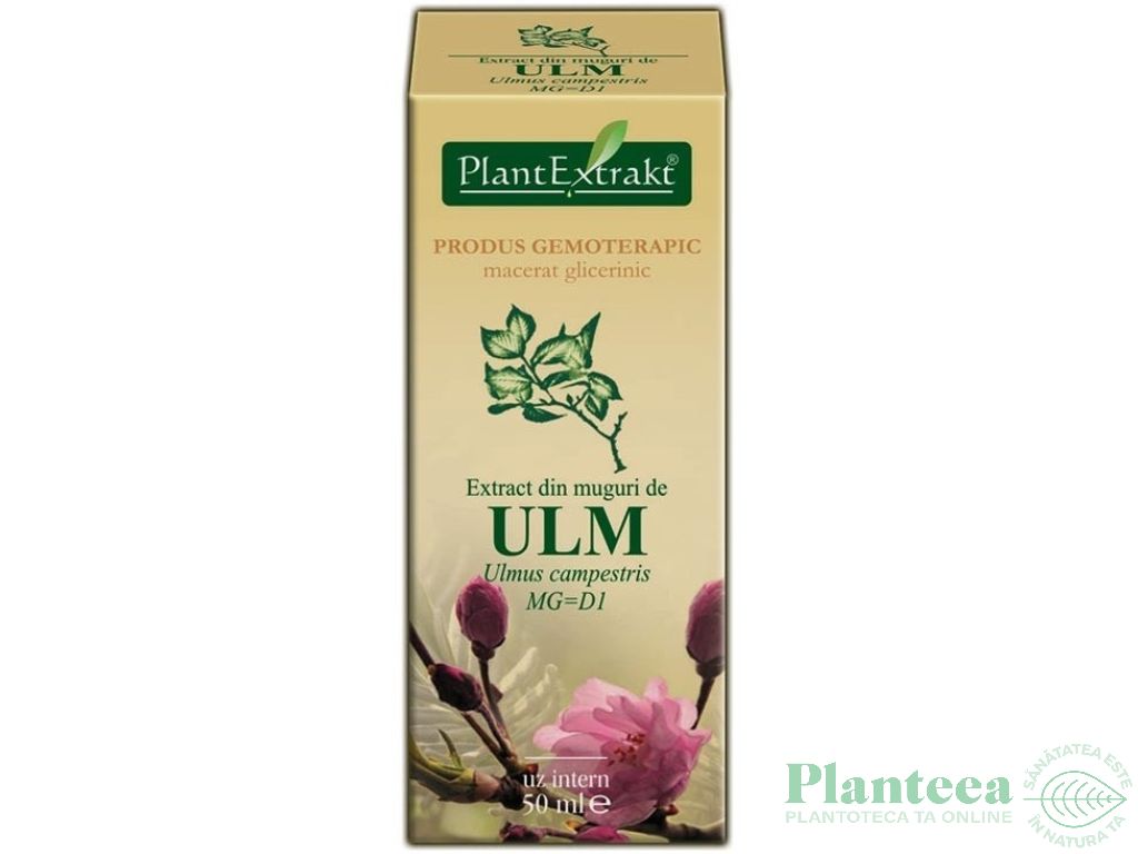 Gemoderivat ulm muguri 50ml - PLANTEXTRAKT