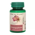 Harpagophytum 500mg 60cp - DACIA PLANT