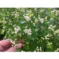 Tinctura paducel frunze flori 50ml - FAUNUS PLANT