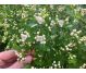 Tinctura paducel flori frunze 50ml - FAUNUS PLANT