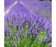 Ulei esential integral lavanda angustifolia 10ml - LIFE