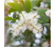 Ulei esential integral tea tree [arbore ceai] 10ml - LIFE