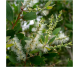 Ulei esential integral tea tree [arbore ceai] 10ml - LIFE