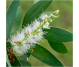 Ulei esential integral tea tree [arbore ceai] 10ml - LIFE