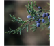 Ulei esential integral ienupar 10ml - LIFE
