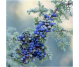 Ulei esential integral ienupar 10ml - LIFE