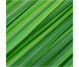 Ulei esential integral lemongrass 10ml - LIFE