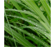 Ulei esential integral lemongrass 10ml - LIFE