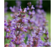 Ulei esential integral salvie [salvia officinalis] 10ml - LIFE