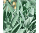 Ulei esential integral salvie [salvia officinalis] 10ml - LIFE