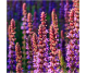 Ulei esential integral salvie [salvia officinalis] 10ml - LIFE