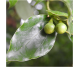Ulei esential integral ravintsara 10ml - LIFE