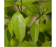 Ulei esential integral ravintsara 10ml - LIFE
