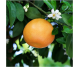 Ulei esential integral grepfrut 10ml - LIFE