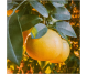 Ulei esential integral grepfrut 10ml - LIFE