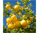 Ulei esential integral grepfrut 10ml - LIFE