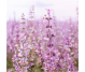 Ulei esential integral salvie dulce [salvia sclarea] 10ml - LIFE