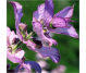 Ulei esential integral salvie dulce [salvia sclarea] 10ml - LIFE