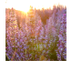 Ulei esential integral salvie dulce [salvia sclarea] 10ml - LIFE