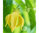 Ulei esential integral ylang ylang 10ml - LIFE