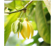 Ulei esential integral ylang ylang 10ml - LIFE