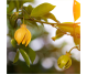 Ulei esential integral ylang ylang 10ml - LIFE