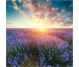 Ulei esential integral lavanda officinale 10ml - LIFE