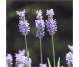 Ulei esential integral lavanda officinale 10ml - LIFE