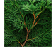 Ulei esential integral chiparos 10ml - LIFE