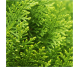 Ulei esential integral tuia 10ml - LIFE