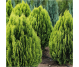 Ulei esential integral tuia 10ml - LIFE