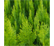 Ulei esential integral tuia 10ml - LIFE