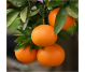 Ulei esential integral mandarin rosu 10ml - LIFE