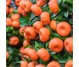 Ulei esential integral mandarin rosu 10ml - LIFE