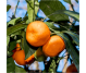 Ulei esential integral mandarin verde 10ml - LIFE