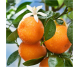 Ulei esential integral mandarin verde 10ml - LIFE