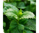 Ulei esential integral roinita 5ml - LIFE