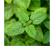 Ulei esential integral roinita 5ml - LIFE