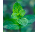 Blend uleiuri esentiale integrale Detox 10ml - LIFE