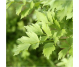 Ulei esential integral leustean 5ml - LIFE