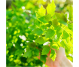 Ulei esential integral leustean 5ml - LIFE