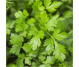 Ulei esential integral patrunjel seminte 10ml - LIFE